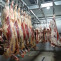 Beef cow slaughterhouse slaughter house