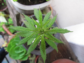 Marijuana
