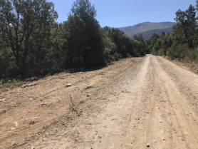 Caminobosque
