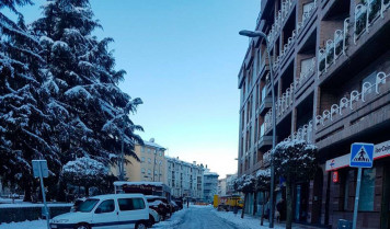 Nievebejar