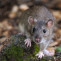 Ratones