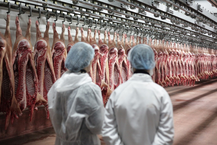 Invertiran 70 millones en un matadero de porcino razas porcinas