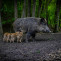 Wild boar 5219619 1920