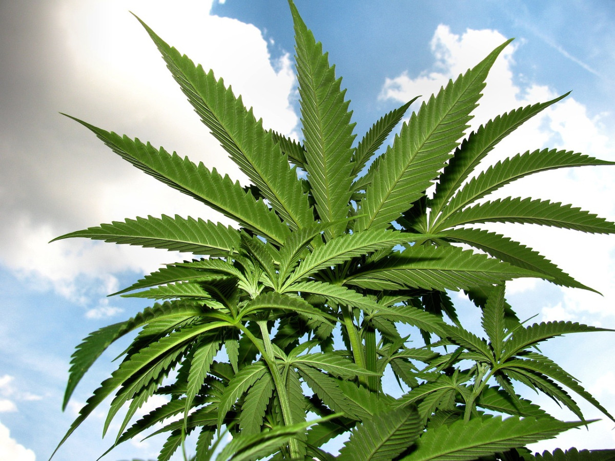 Marijuana 1545759 1280