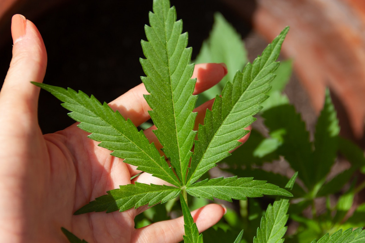 Cannabis 5003417 1280