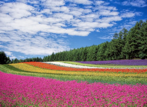 Flower field 250016 1280