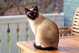 Cat 2068462 1280