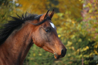 Horse 1024746 1280