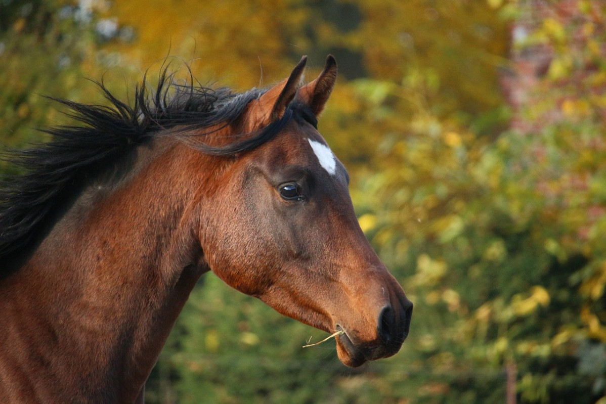 Horse 1024746 1280