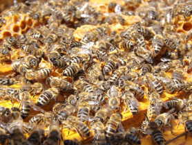Bees 486872 1280
