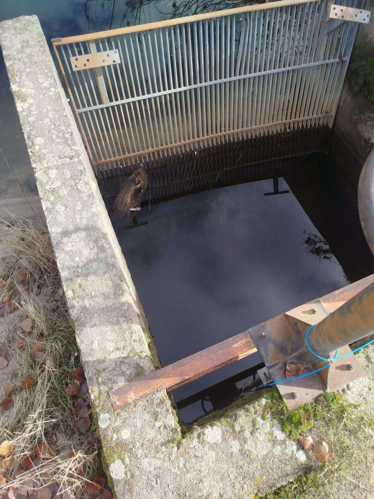 Cadu00e1ver de un jabalu00ed flotando parcialmente en la captaciu00f3n de agua de El Tejado
